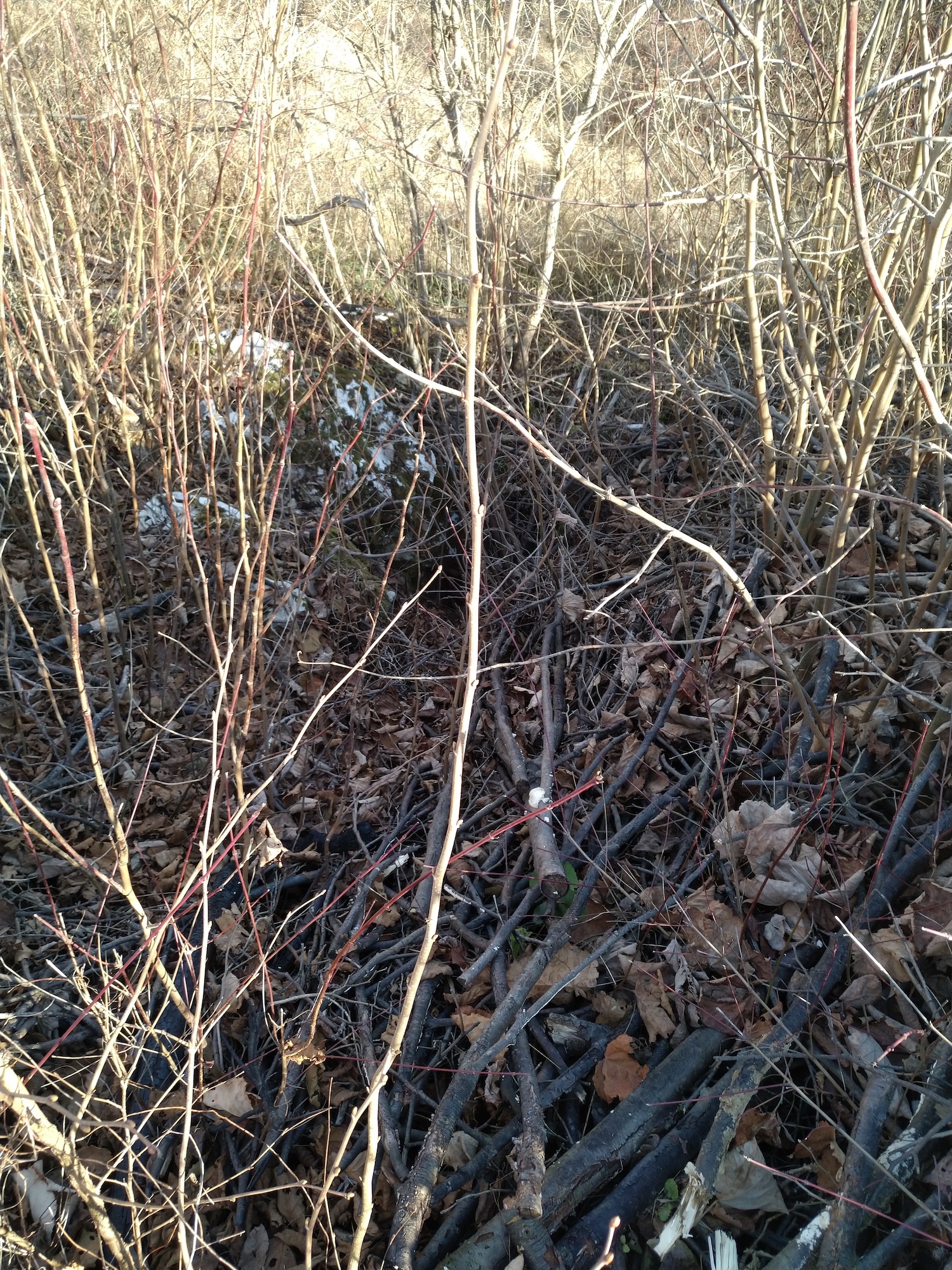 Avenul din Șosea - Image 1